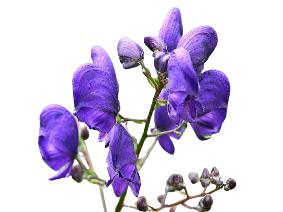 Aconitum-img