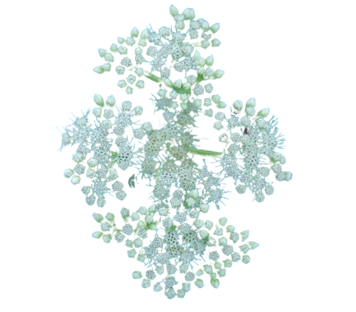Eupatorium-img